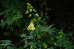 Abelmoschus angulosus var. grandiflorus